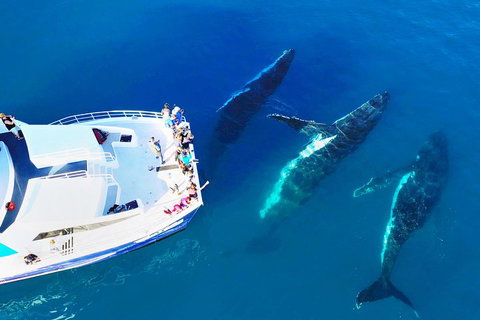Hervey Bay Whale Watching Cruise - Accommodation Resorts 3