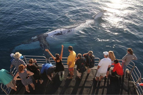 Hervey Bay Whale Watching Cruise - Accommodation Resorts 4