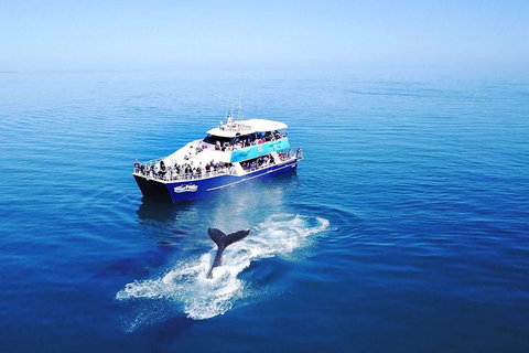 Hervey Bay Whale Watching Cruise - Accommodation Resorts 5
