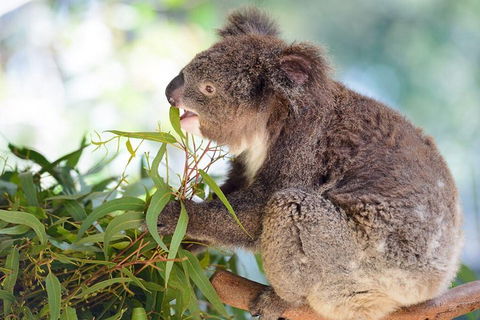 Blue Mountains Private Tour With Kangaroos & Koala Encounter - Accommodation Resorts 0