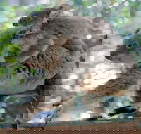 Lone Pine Koala Sanctuary Admission with Brisbane River Cruise - Accommodation Resorts