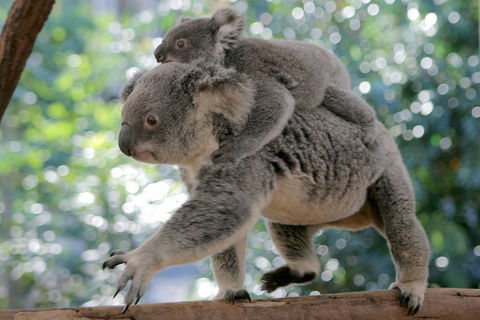 Lone Pine Koala Sanctuary Admission With Brisbane River Cruise - Accommodation Resorts 0