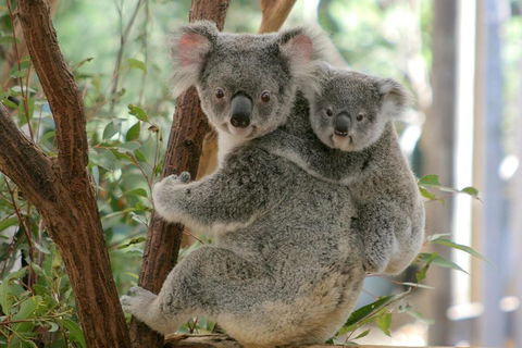 Lone Pine Koala Sanctuary Admission With Brisbane River Cruise - Accommodation Resorts 3