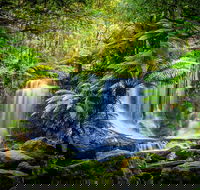 Day Tour in Mt. Field Mt. Wellington Bonorong Wildlife Sanctuary and Richmond - Accommodation Resorts
