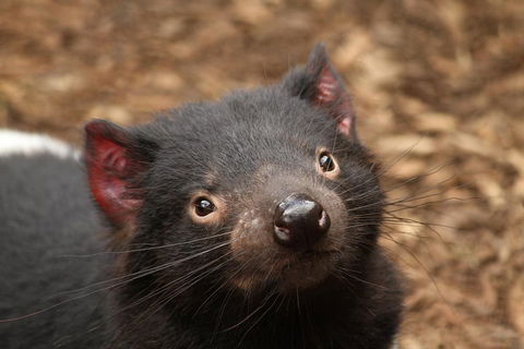 Day Tour In Mt. Field, Mt. Wellington, Bonorong Wildlife Sanctuary And Richmond - Accommodation Resorts 4