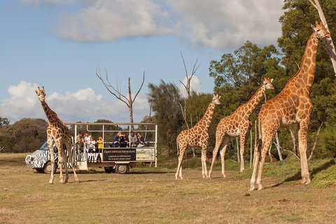 Off-Road Safari At Werribee Open Range Zoo - Accommodation Resorts 3