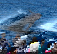 Tangalooma Island Resort Whale Watching Day Cruise - Accommodation Resorts