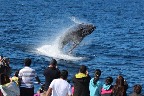 Tangalooma Island Resort Whale Watching Day Cruise With Dolphin Viewing - Accommodation Resorts 1