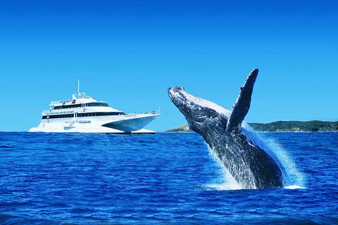 Tangalooma Island Resort Whale Watching Day Cruise With Dolphin Viewing - Accommodation Resorts 2