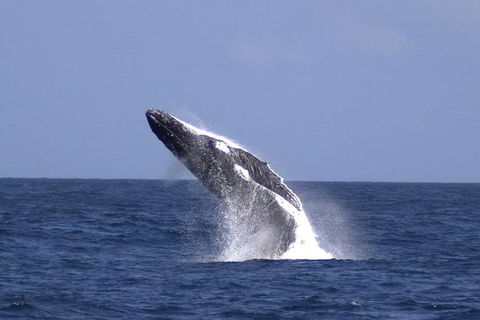 Tangalooma Island Resort Whale Watching Day Cruise With Dolphin Viewing - Accommodation Resorts 4