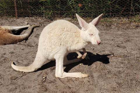 Very Best Of Perth Tour - Wildlife Park & City Highlights Tour - Accommodation Resorts 3