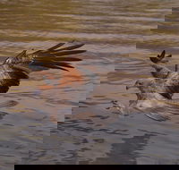 Litchfield and Jumping Crocodiles Full Day Trip from Darwin - Accommodation Resorts