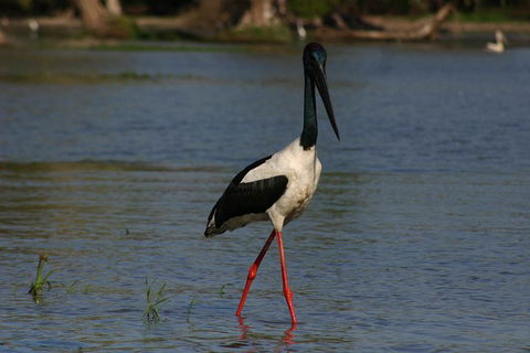 Litchfield And Jumping Crocodiles Full Day Trip From Darwin - Accommodation Resorts 1