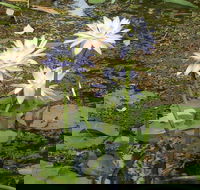 Yellow Water Cruise - Kakadu - Accommodation Resorts