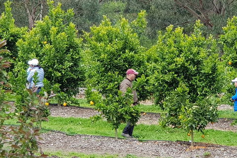Dandenong Ranges And Rayners Orchard Tour From Melbourne - Accommodation Resorts 2