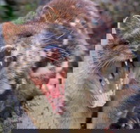 After Dark Tasmanian Devil Feeding Tour at Cradle Mountain - Accommodation Resorts