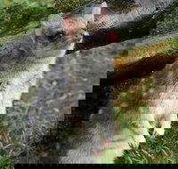 1-Hour Tasmanian Devil Feeding Day Tour at Cradle Mountain - Accommodation Resorts