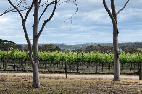 Yarra Valley Wine Tour Inc Lunch With A Glass Of Wine, Tastings And Chocolate - Accommodation Resorts 3