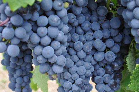 Barossa Valley Cellar Doors Luxury Wine Tour - Accommodation Resorts 4