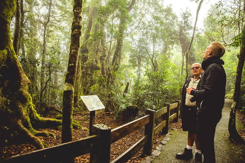 Full-day Springbrook National Park Tour From The Gold Coast - Accommodation Resorts 1