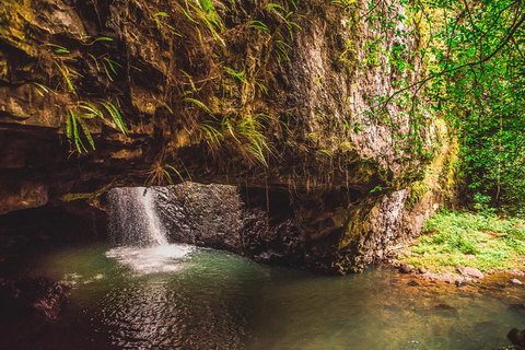 Full-day Springbrook National Park Tour From The Gold Coast - Accommodation Resorts 4