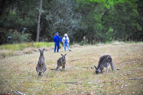 Blue Mountains Private Tour From Sydney - Accommodation Resorts 2