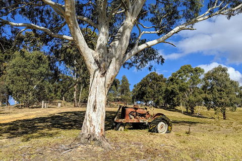 Blue Mountains Private Tour - Wild Kangaroos, Waterfalls And The Three Sisters - Accommodation Resorts 1