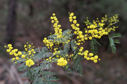 Blue Mountains Private Tour - Wild Kangaroos, Waterfalls And The Three Sisters - Accommodation Resorts 4