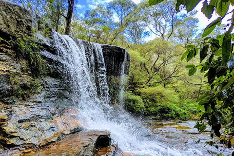 Blue Mountains Private Tour - Wild Kangaroos, Waterfalls And The Three Sisters - Accommodation Resorts 5