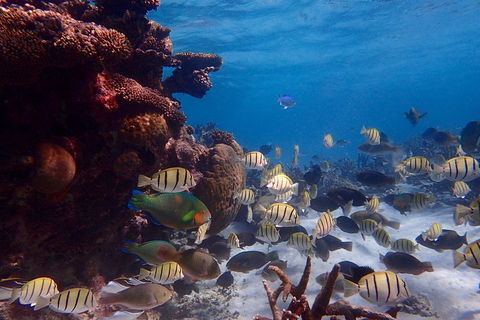 Lagoon Explorer - Ningaloo Reef Full-Day Kayaking And Snorkeling Adventure - Accommodation Resorts 2
