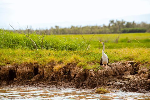 Darwin City Sights And Jumping Crocodile Cruise - Accommodation Resorts 2