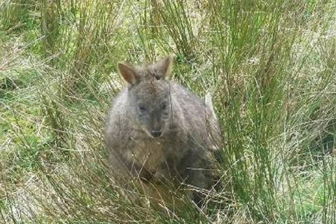 Leven Canyon Day Trip Including Wings Wildlife Park Or Gunns Plains Caves - Accommodation Resorts 3