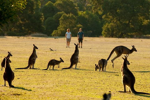 Grampians National Park Small-Group Eco Tour From Melbourne - Accommodation Resorts 4