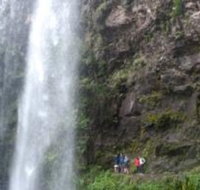 Springbrook National Park Discovery Full-Day Bushwalking Tour - Accommodation Resorts