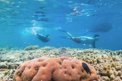 Great Barrier Reef Day Cruise To Reefworld - Accommodation Resorts 1