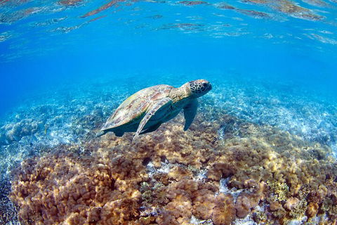 Great Barrier Reef Day Cruise To Reefworld - Accommodation Resorts 5