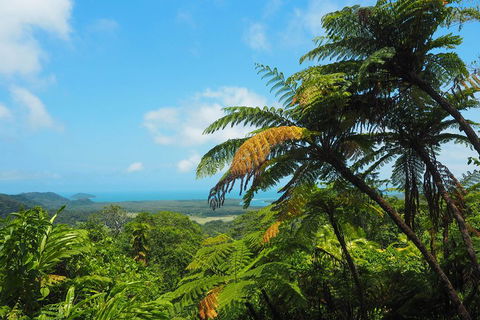 Cape Tribulation, Daintree Rainforest And Wildlife Tour - Accommodation Resorts 3