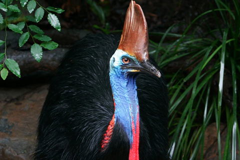 Cape Tribulation, Daintree Rainforest And Wildlife Tour - Accommodation Resorts 5