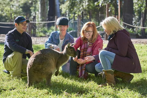 VIP Sanctuary Tour At Healesville Sanctuary Ticket - Accommodation Resorts 2