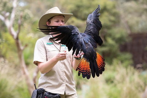 VIP Sanctuary Tour At Healesville Sanctuary Ticket - Accommodation Resorts 5