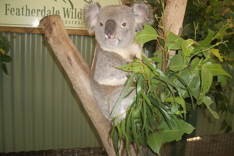 Blue Mountains Private Tour With Wildlife Park And River Cruise - Accommodation Resorts 5