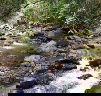 Springbrook Full Day Tour - Accommodation Resorts