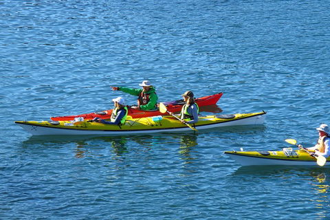 Half-Day Sydney Middle Harbour Guided Kayaking Eco Tour - Accommodation Resorts 0
