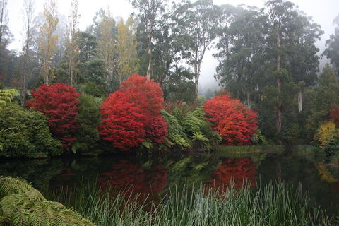 LGBT+ Friendly Full Day Yarra Valley & Dandenong Ranges Private Tour - Accommodation Resorts 2