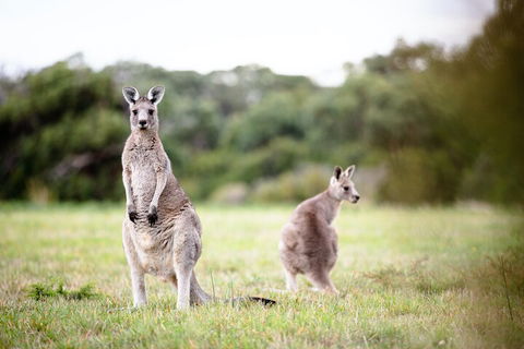 LGBT+ Friendly 3 Day Tour The Grampians, Daylesford & Ballarat - Accommodation Resorts 2