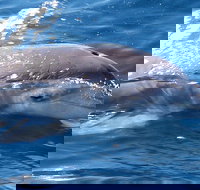 Jervis Bay Dolphin Watch Cruise - Accommodation Resorts