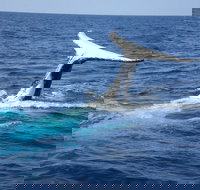 Whale Watching Jervis Bay - Accommodation Resorts