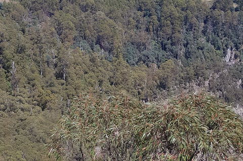 Leven Canyon Day Trip Including Wings Wildlife Park Or Gunns Plains Caves - Accommodation Resorts 4