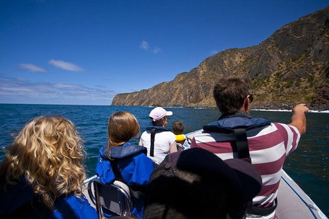 Seal Island Boat Tour From Victor Harbor - Accommodation Resorts 0