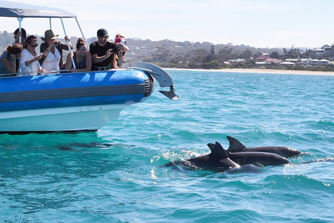 Seal Island Boat Tour From Victor Harbor - Accommodation Resorts 5